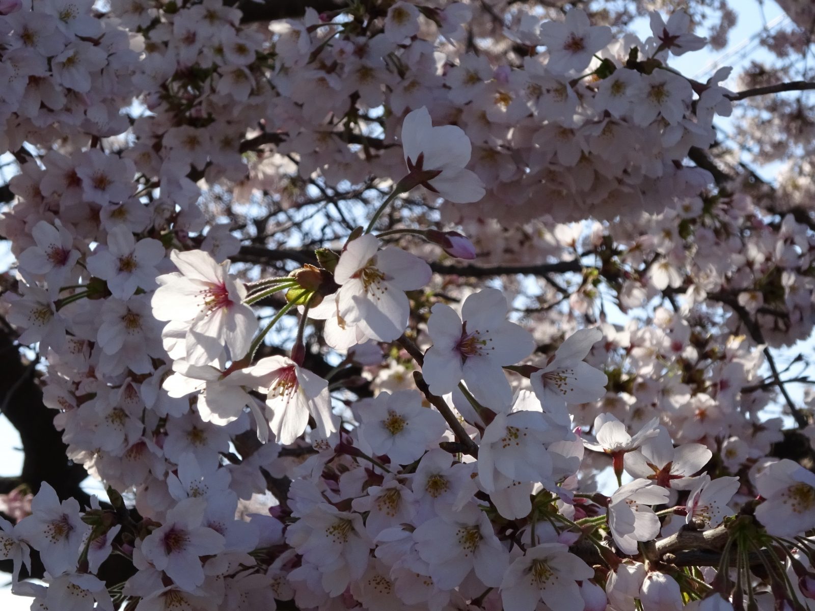 西多摩への誘い～桜スポット～