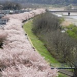 桜並木と多摩川