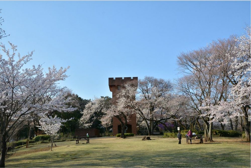 公園内の桜