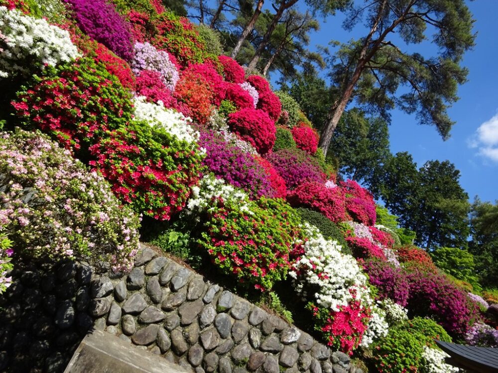 つつじの花